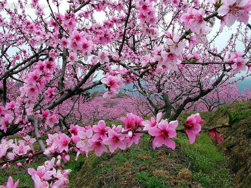 桃花朵朵