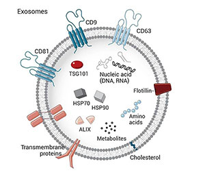 外泌體結(jié)構(gòu)圖